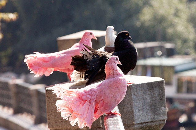 球队阵容虽 球队阵容虽