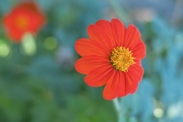 东契奇和詹 东契奇和詹